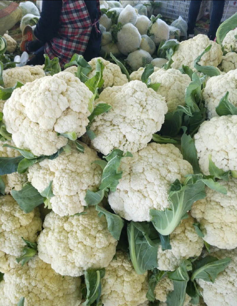 湖北松花菜有机花菜大量上市品质保证，欢迎来电咨询