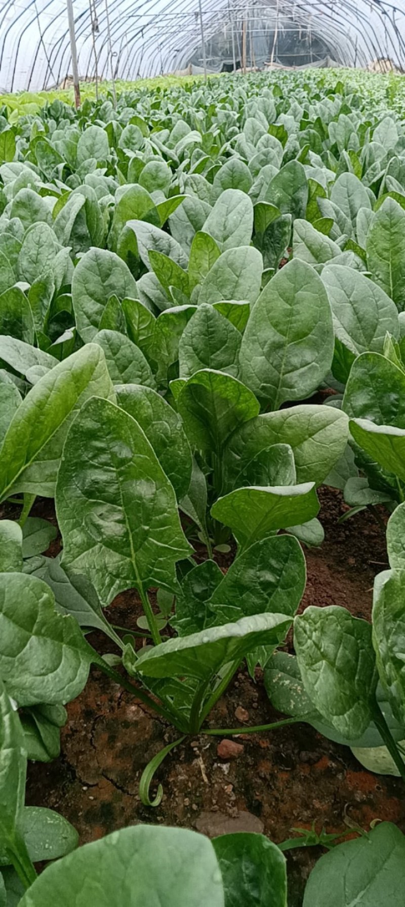 菠菜精品菠菜