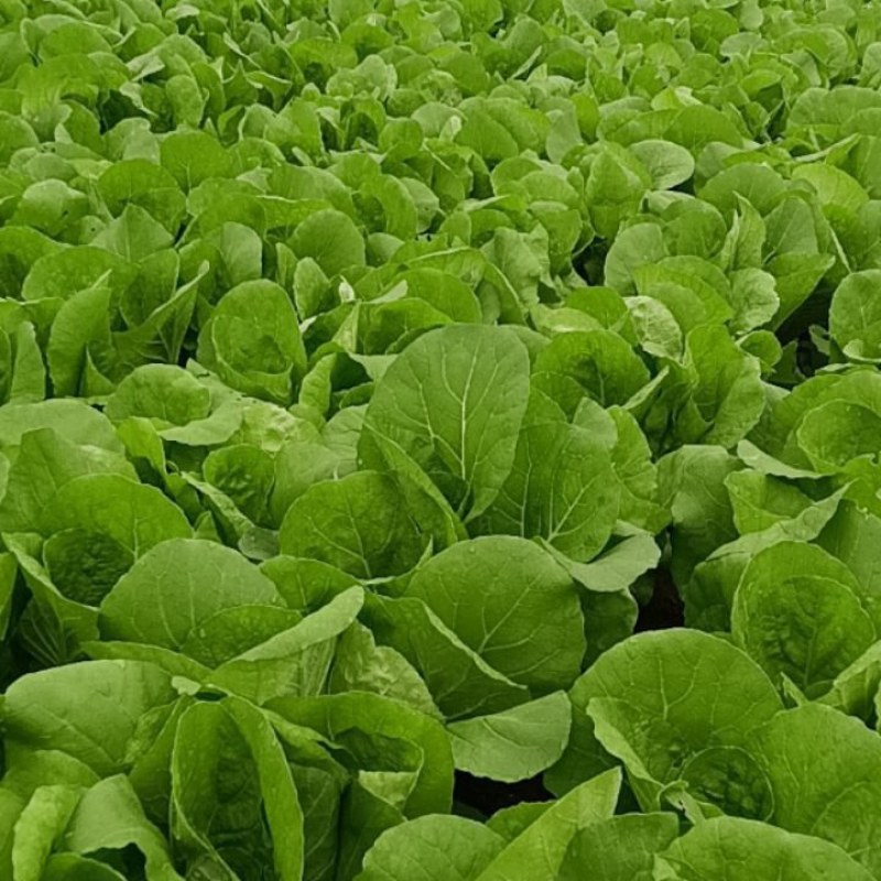 快菜