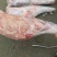羊腿9条装