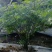 正宗甘肃岷县新鲜当归现挖现发对接药厂加工厂欢迎来电