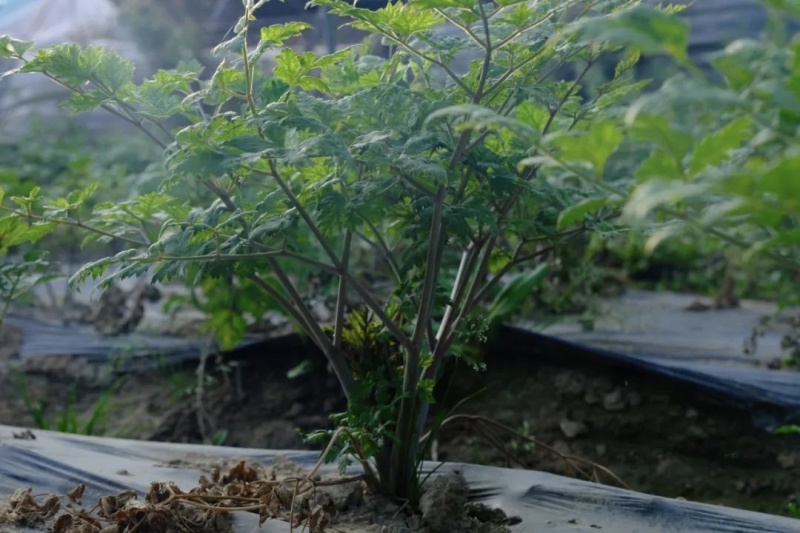 正宗甘肃岷县新鲜当归现挖现发对接药厂加工厂欢迎来电