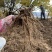 正宗甘肃岷县新鲜当归现挖现发对接药厂加工厂欢迎来电