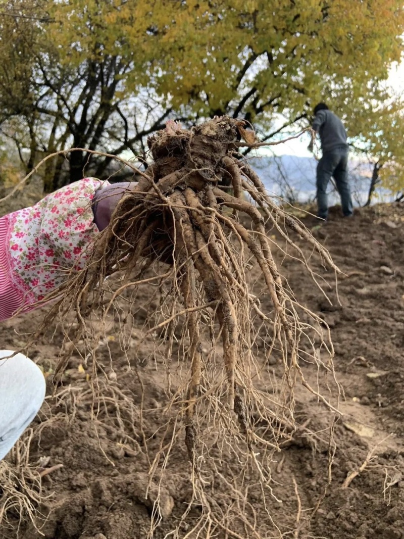 正宗甘肃岷县新鲜当归现挖现发对接药厂加工厂欢迎来电