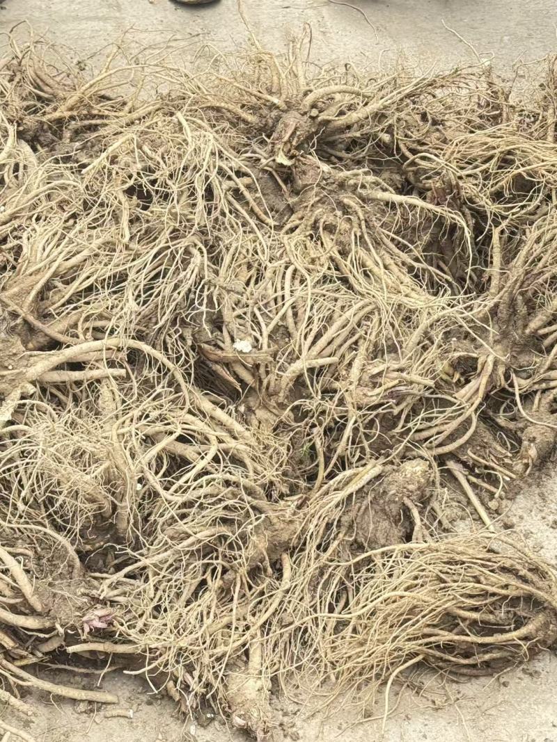 正宗甘肃岷县新鲜当归现挖现发对接药厂加工厂欢迎来电