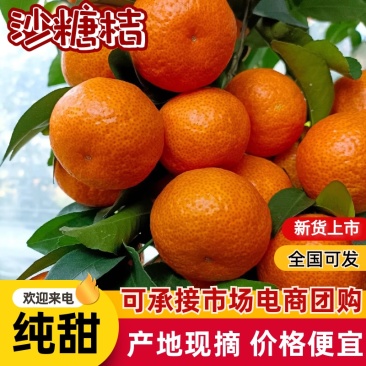 精选金秋砂糖橘皮薄多汁供应商超社区团购市场档口