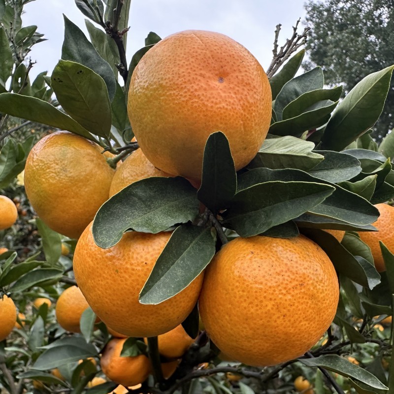 临海涌泉蜜橘