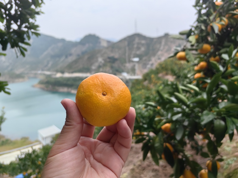 临海涌泉蜜橘