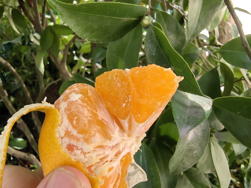 临海涌泉蜜橘