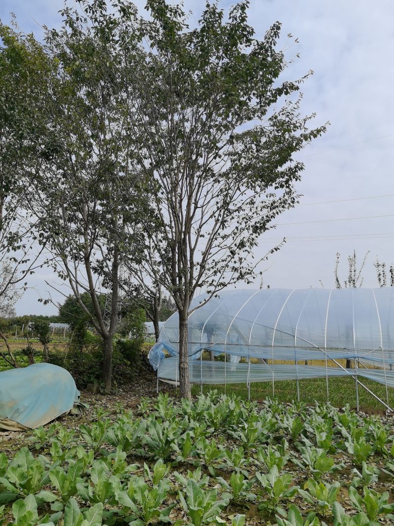 供应18公分20公，22公分25公分分流苏树