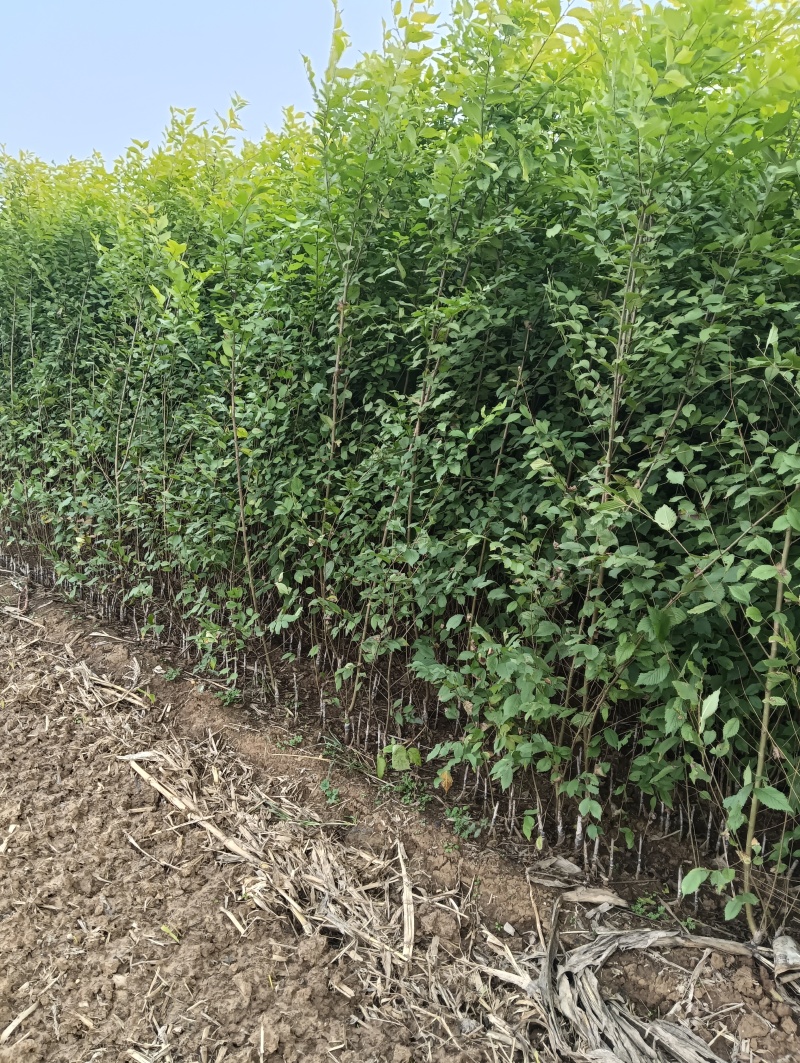 金叶榆大型基地金叶榆产地直销