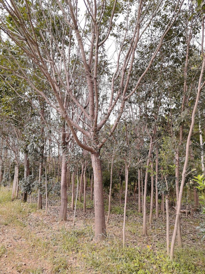 供应18公分20公，22公分25公分分流苏树