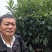 白雪公主枇杷苗，果大肉厚口感好