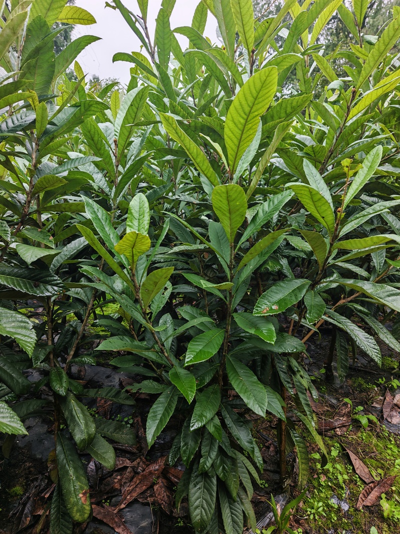 白雪公主枇杷苗，果大肉厚口感好
