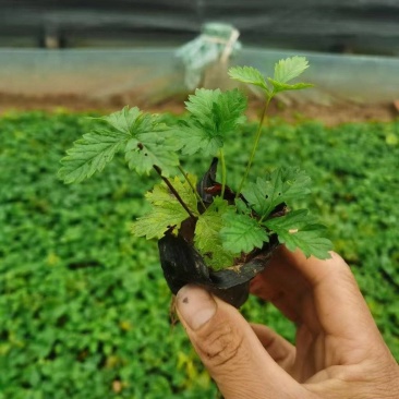 三叶委陵菜#三叶委陵菜基地#三叶委陵菜价格#青州三叶委陵