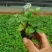 三叶委陵菜#三叶委陵菜基地#三叶委陵菜价格#青州三叶委陵