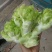 精品儿菜，专业代办，基地供货，质量保证，货源保证