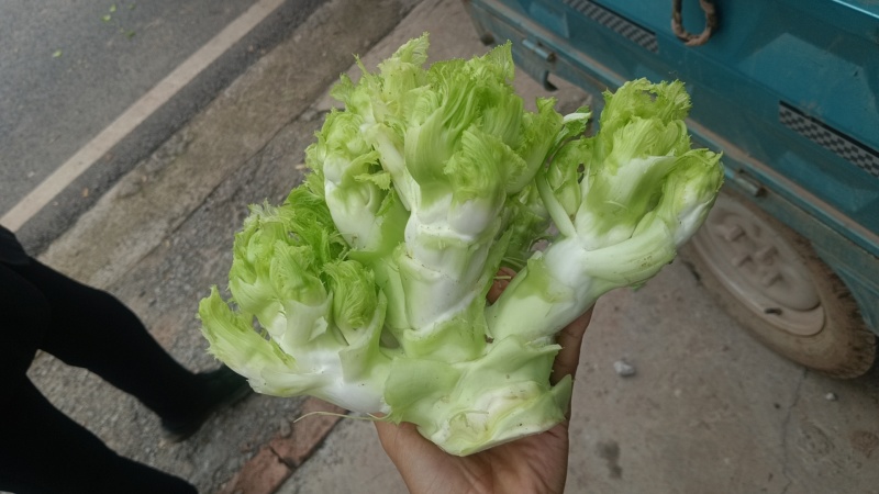 精品儿菜，专业代办，基地供货，质量保证，货源保证