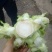 精品儿菜，专业代办，基地供货，质量保证，货源保证