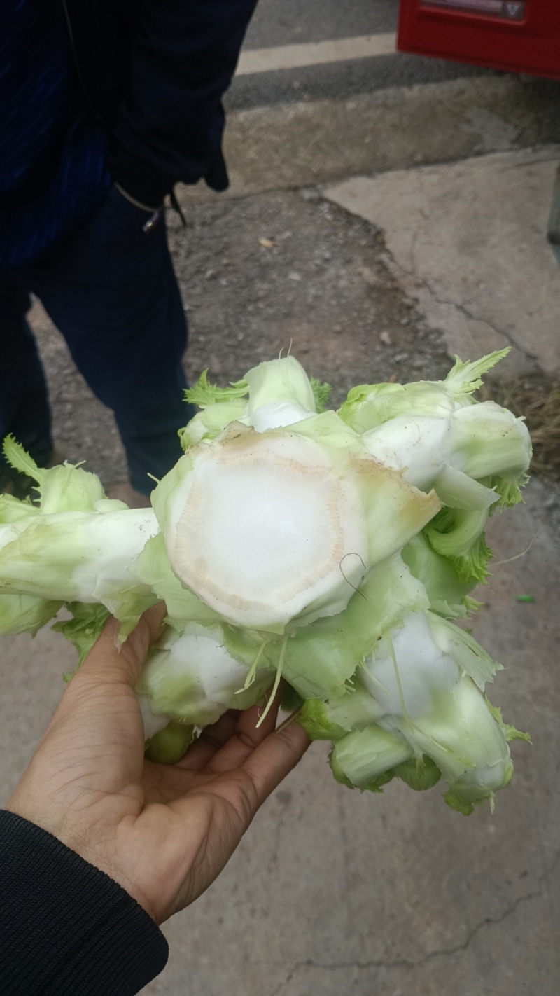 精品儿菜，专业代办，基地供货，质量保证，货源保证