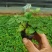 三叶委陵菜#三叶委陵菜基地#三叶委陵菜价格#青州三叶委陵
