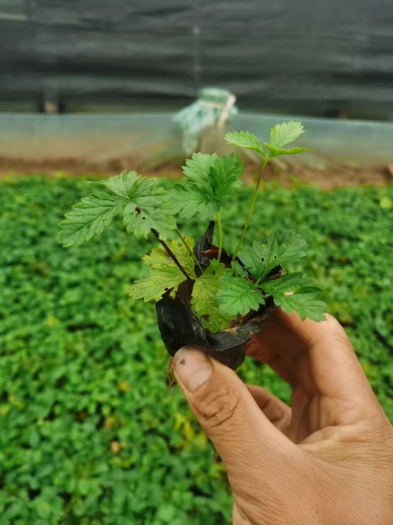 三叶委陵菜#三叶委陵菜基地#三叶委陵菜价格#青州三叶委陵