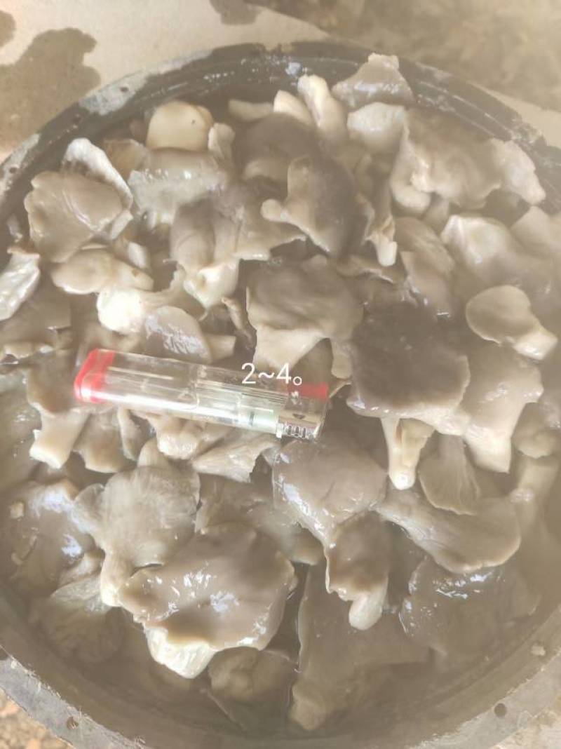 盐水平菇，腌渍平菇，盐渍平菇