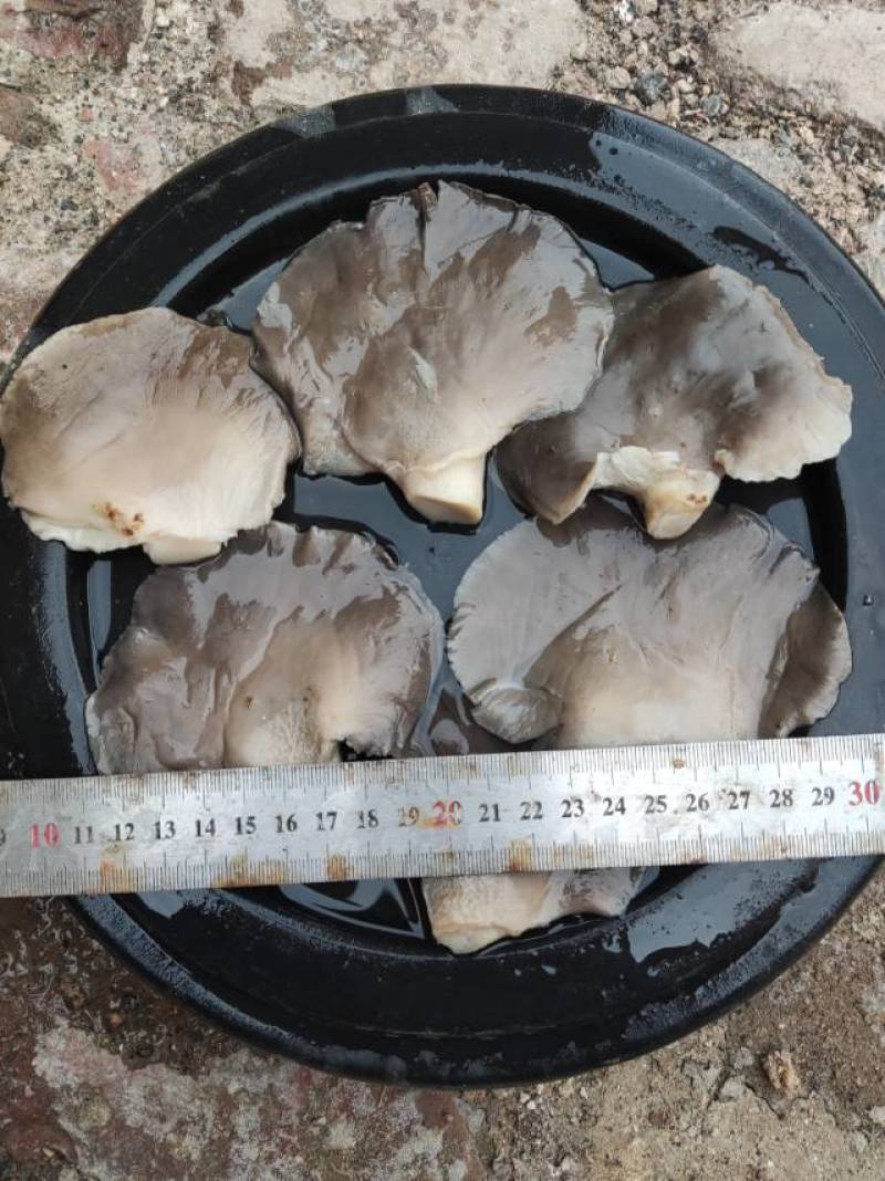 盐水平菇，腌渍平菇，盐渍平菇