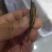 毛慈菇果荚