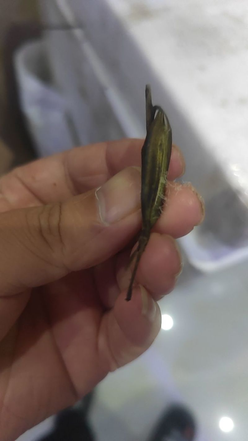 毛慈菇果荚