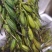 毛慈菇果荚