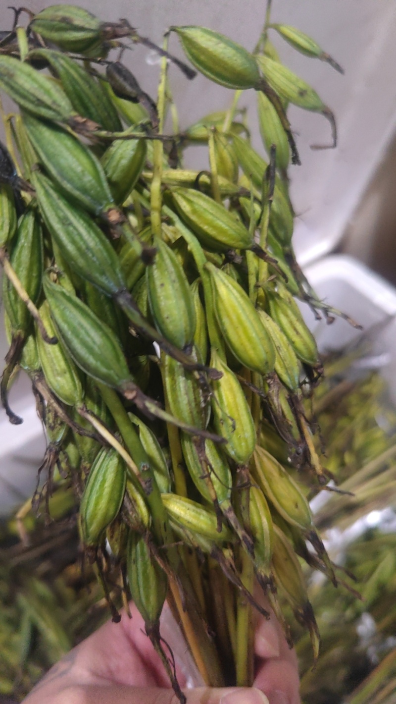 毛慈菇果荚