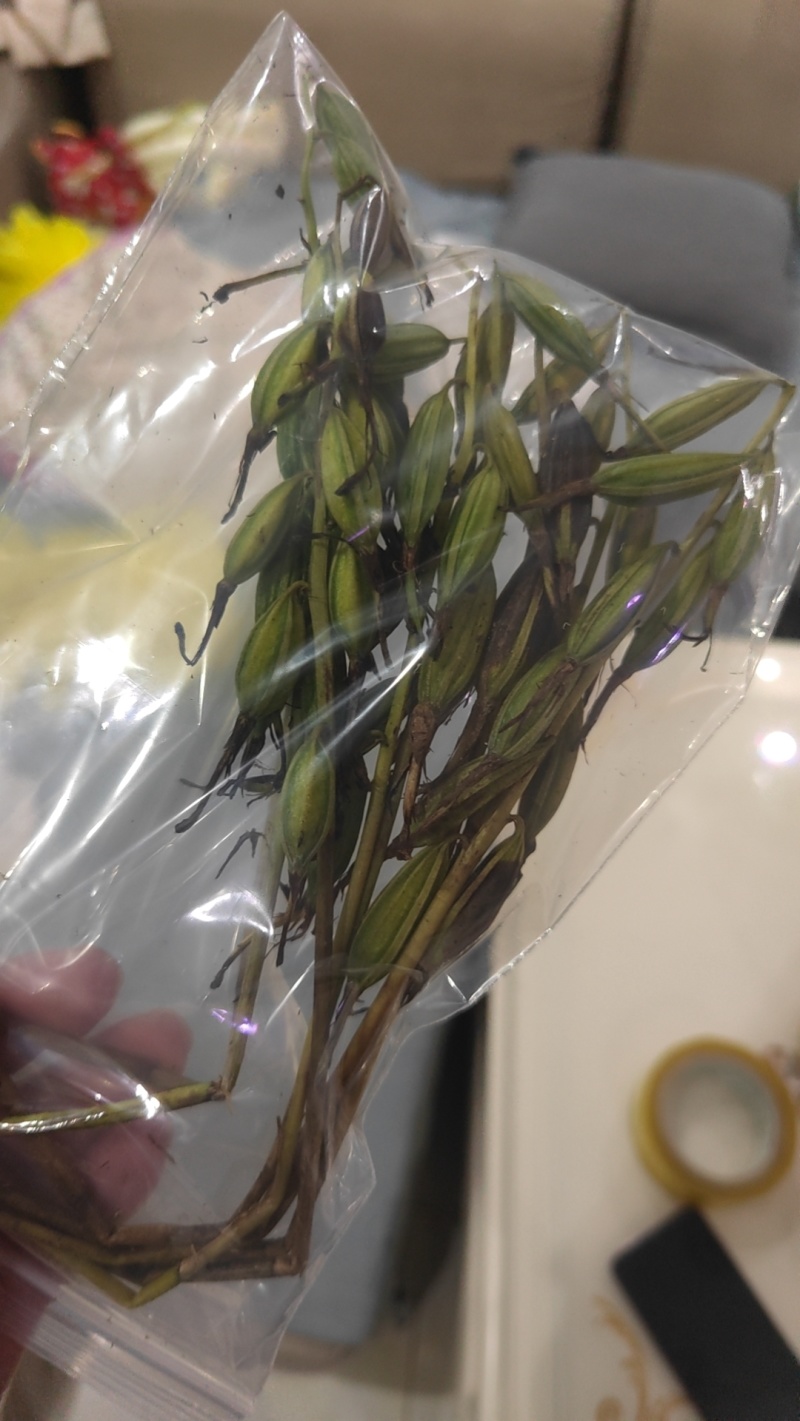 毛慈菇果荚