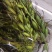 毛慈菇果荚