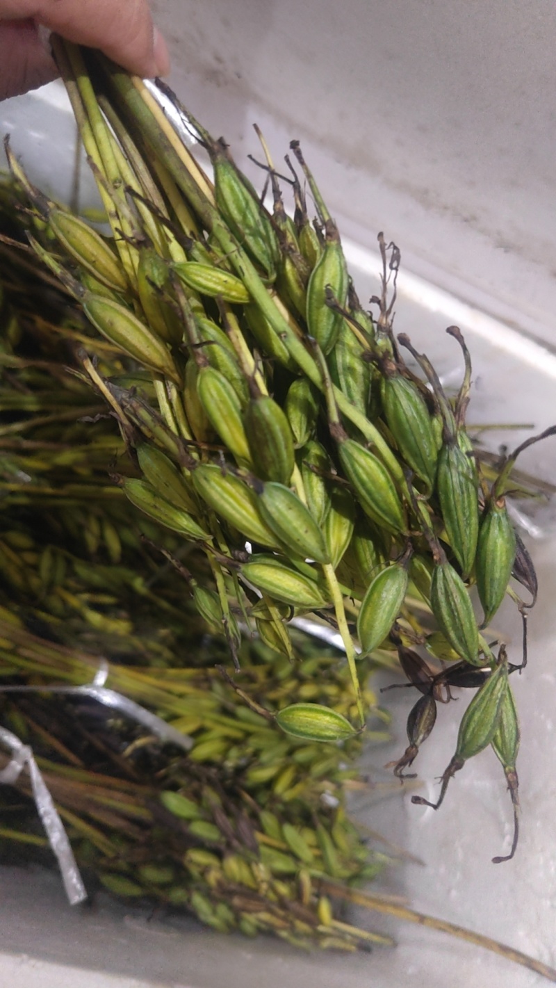 毛慈菇果荚