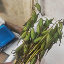 毛慈菇果荚