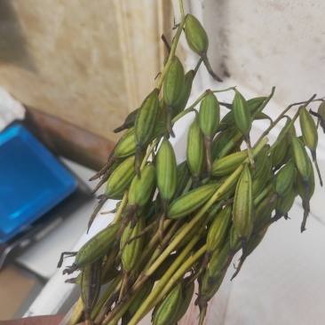 毛慈菇果荚
