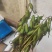 毛慈菇果荚