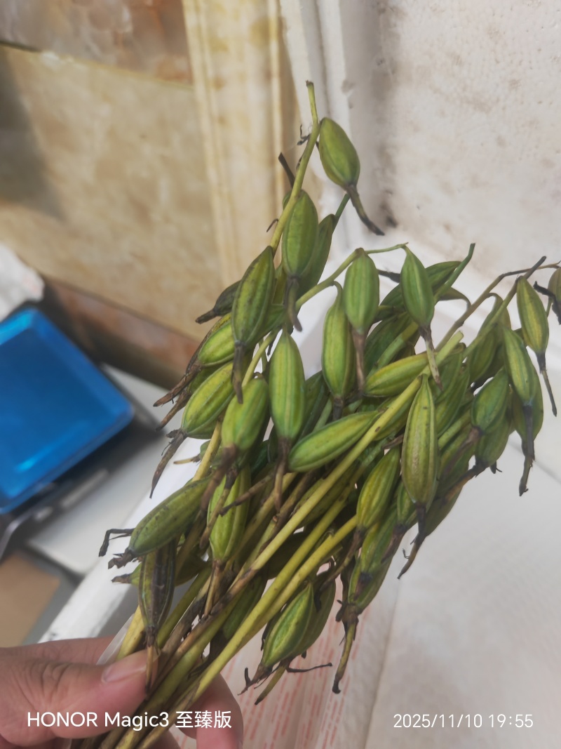 毛慈菇果荚