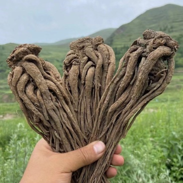 正宗岷县全条当归无熏硫，原产地发货量大从优