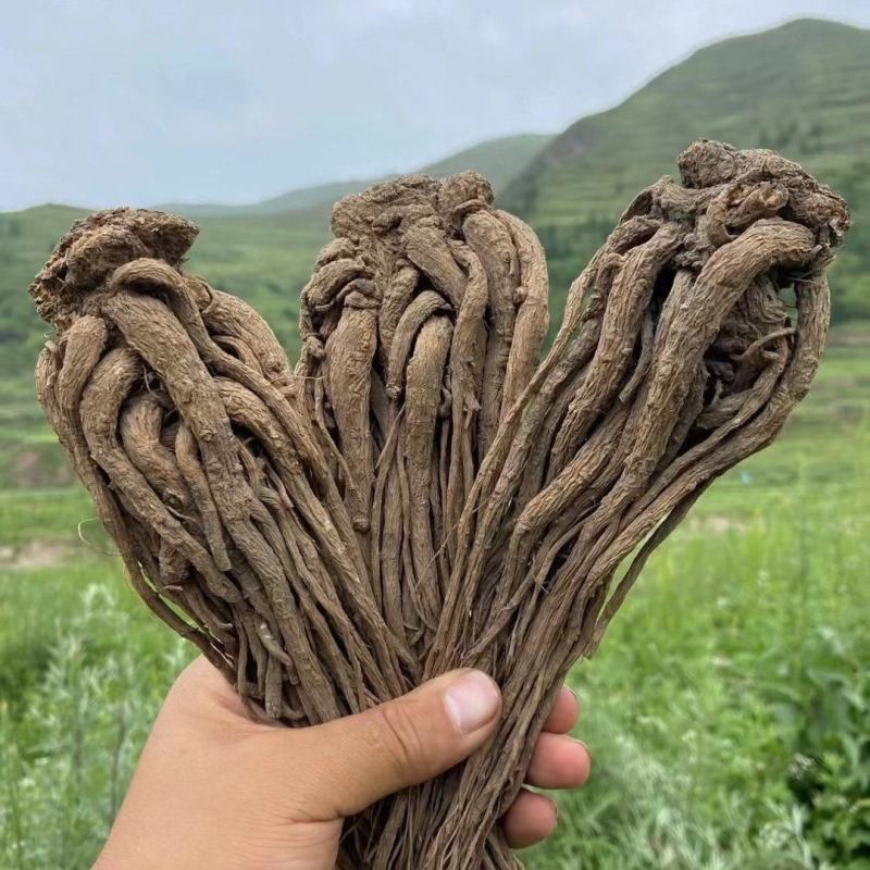 正宗岷县全条当归无熏硫，原产地发货量大从优