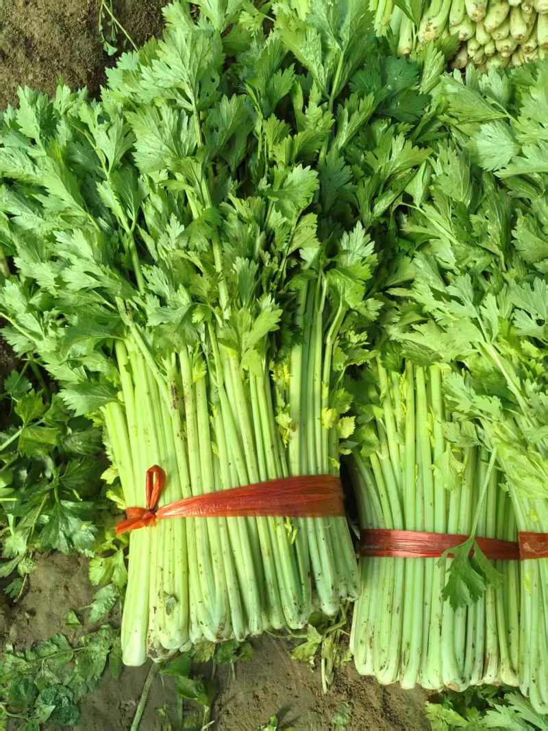 芹菜河南芹菜产地直发保质保量量大从优对接全国