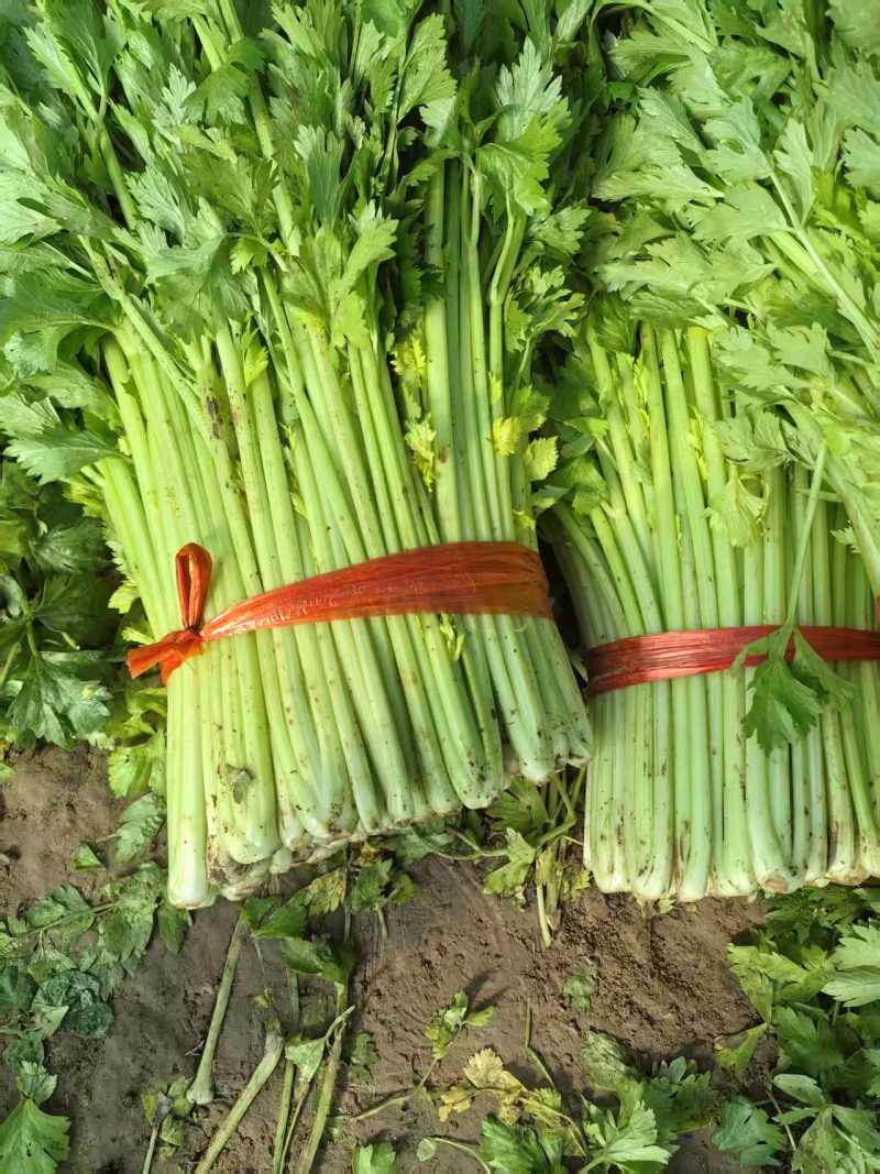 芹菜河南芹菜产地直发保质保量量大从优对接全国
