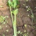 芹菜河南芹菜产地直发保质保量量大从优对接全国