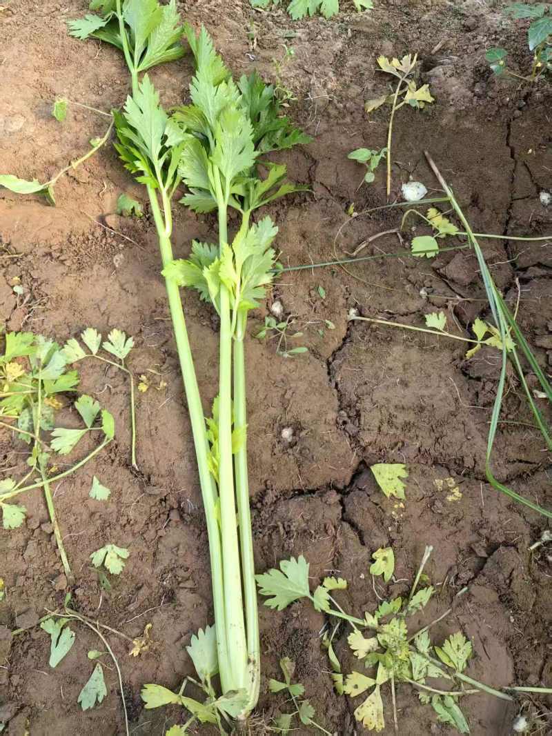 芹菜河南芹菜产地直发保质保量量大从优对接全国