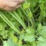 芹菜河南芹菜产地直发保质保量量大从优对接全国