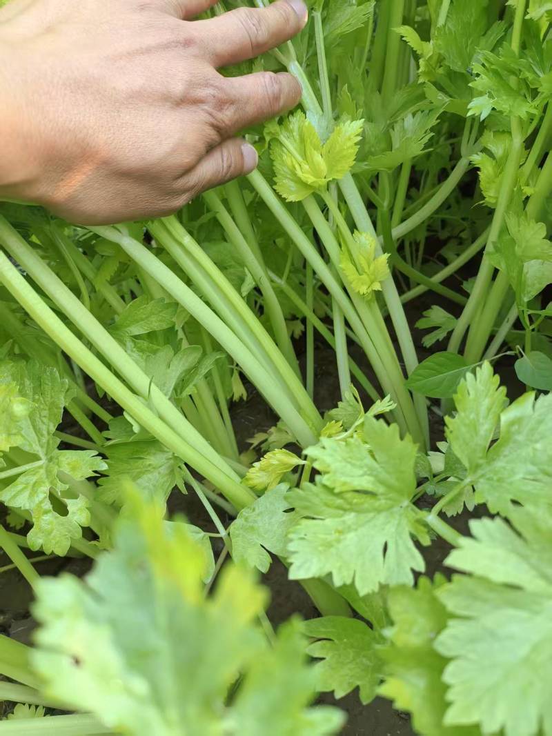 芹菜河南芹菜产地直发保质保量量大从优对接全国