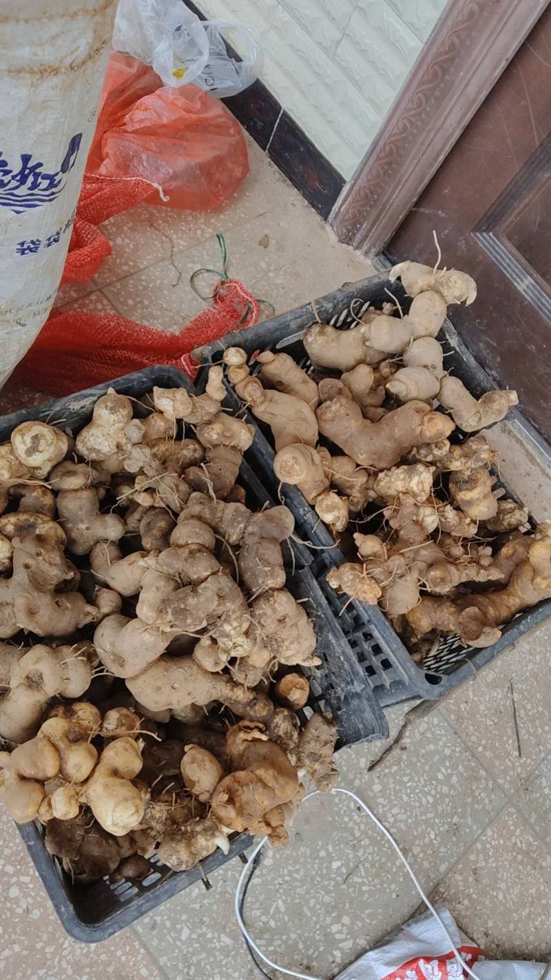 云南野生黄精新鲜批发价优100斤起可批发