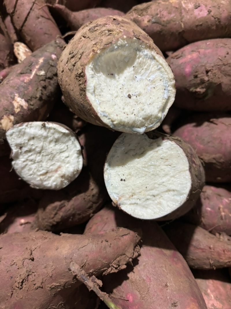 淀粉薯商19