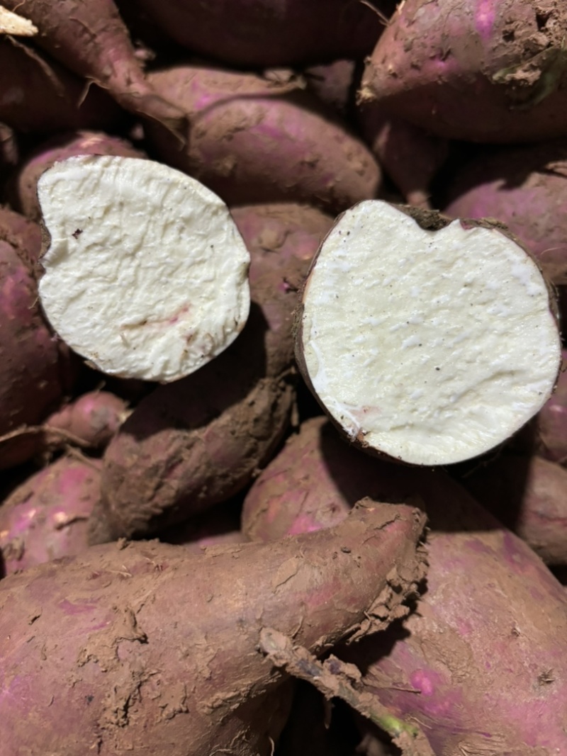 淀粉薯商19